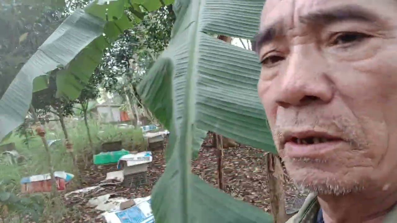 Con ong có mang mầm bệnh gì###