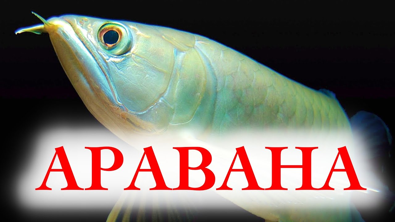 Аравана Серебряная содержание и разведение в аквариуме