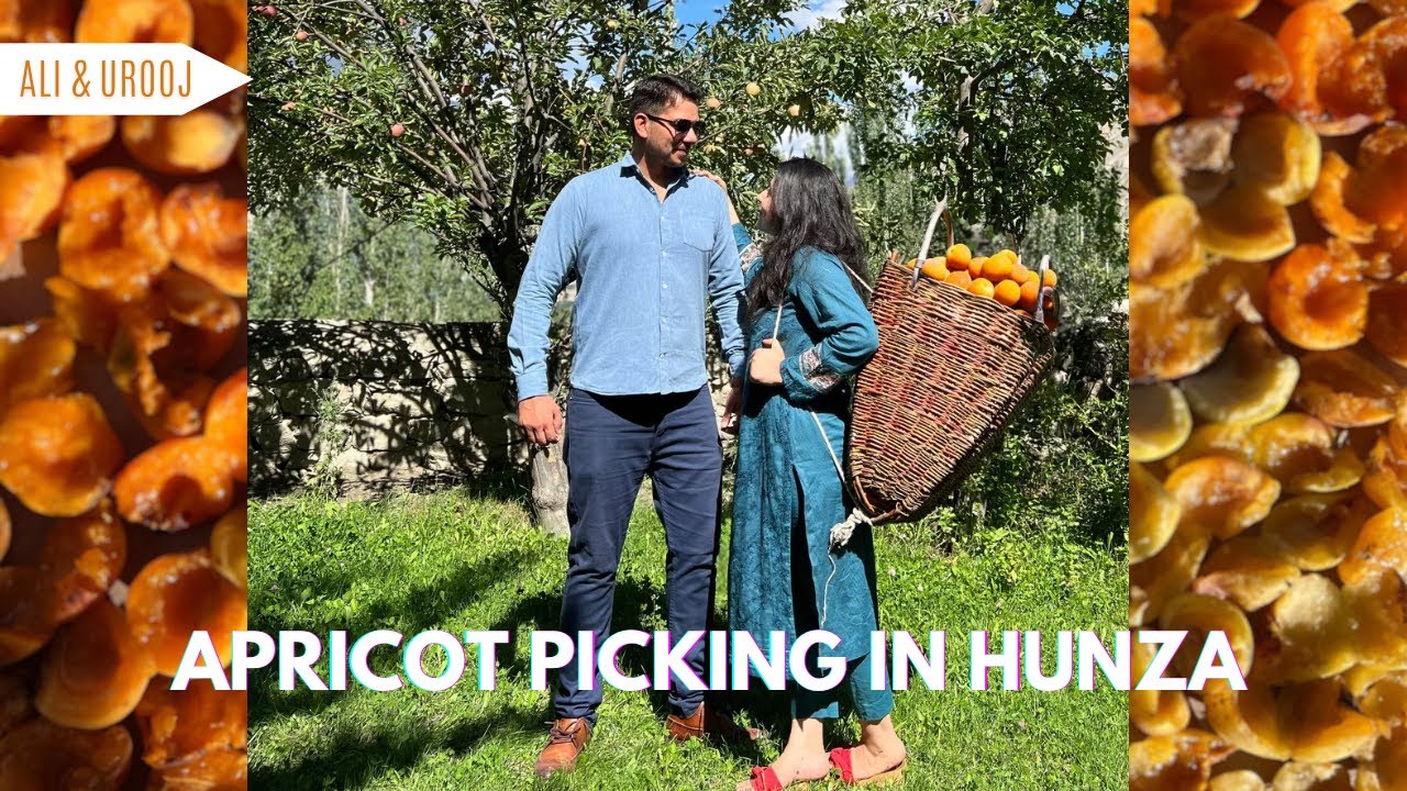 Apricot Picking Adventure in Hunza | Organic Apricot Drying Process