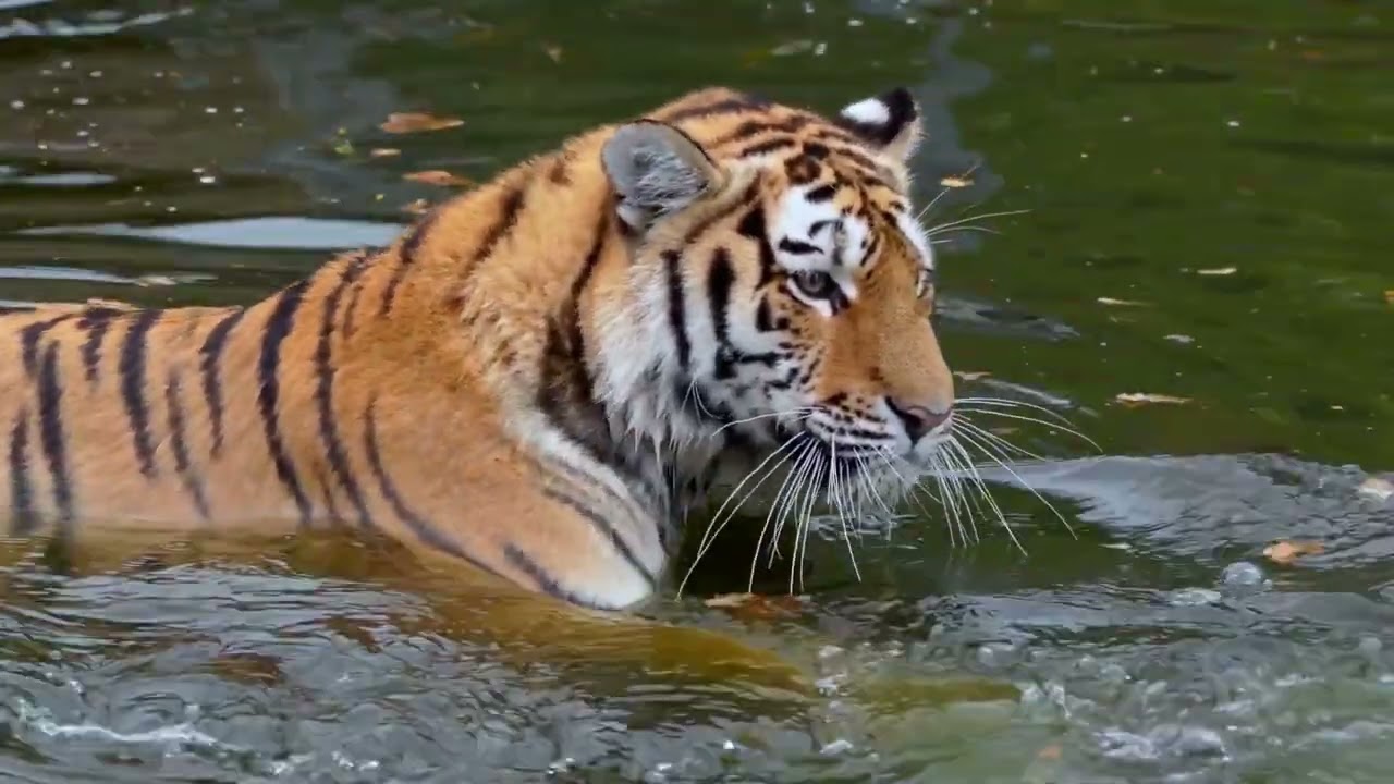 Tiger Video Compilation