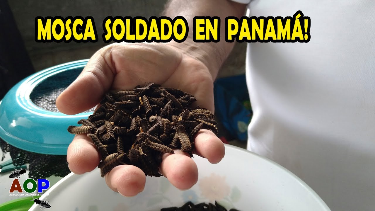 BENEFICIOS DE LA MOSCA SOLDADO NEGRO