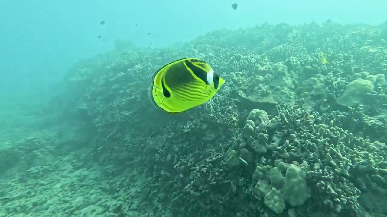 #119 Oahu Travel Divers - Honolulu, HI - End Pipe - 2/16/26 - 4k