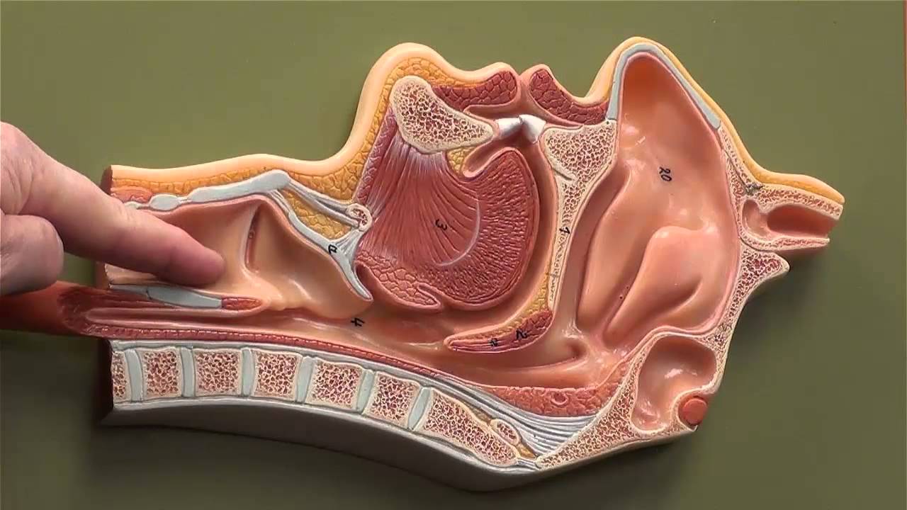 human head in sagittal section