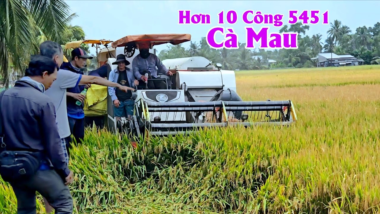 28/02 Thu Hoạch Hơn 10 Công 5451 Giá Hôm Nay Cà Mau #ngườicàmau