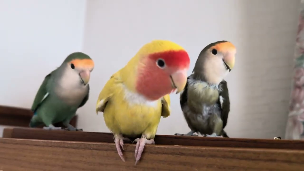 親子の会話🦜🦜🦜