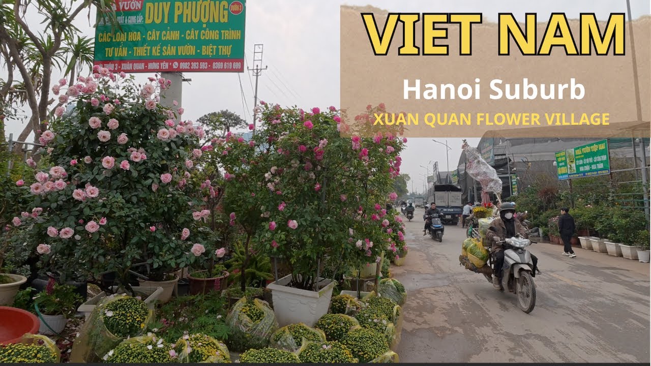 🌹 Inside Xuan Quan Flower Village – Life Near Hanoi 🇻🇳 | Hung Yen, Vietnam 4K
