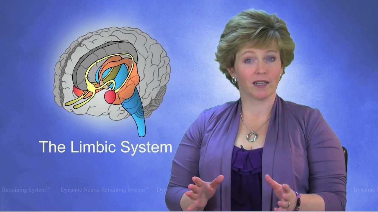 Limbic System