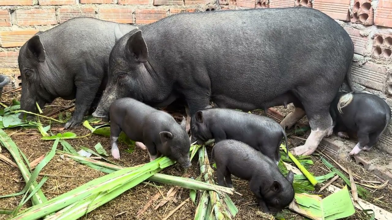 So Adorable Family of my wild pig