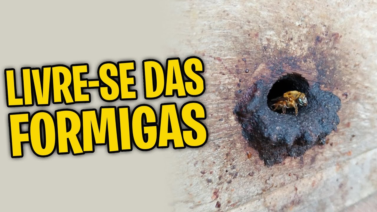 Como fazer para evitar formigas em seus enxames novos de ABELHAS NATIVAS