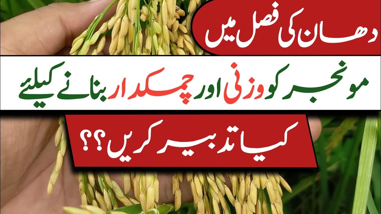 How to Improve the weight and size of Rice Grains || Pak Agriculture 