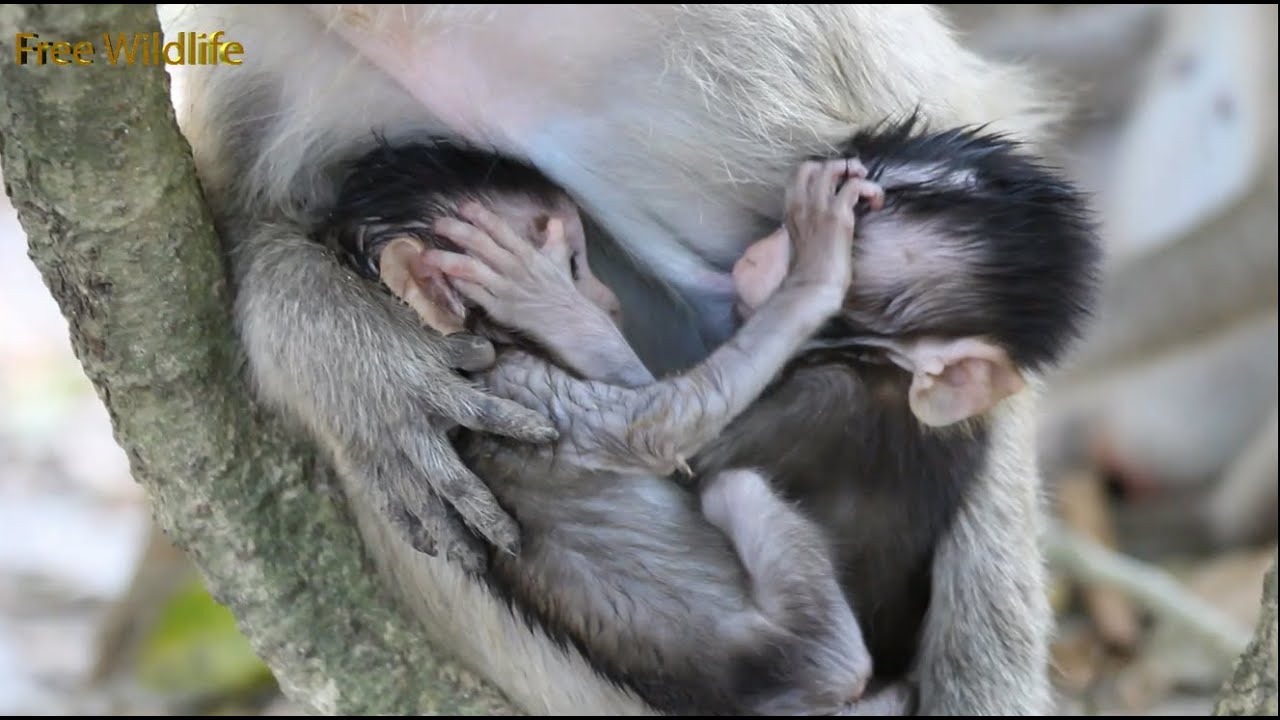 After Bath, Moy & Pee are Wet || Mumsie Eats Mango_ Twin Family Monkey