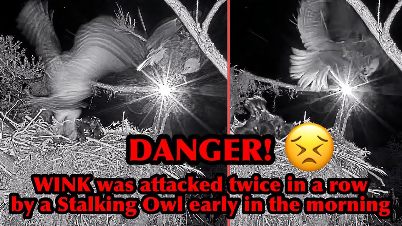 #445🦅Peanut🐥61°(& Brutus🐥66°)／Winter Park Eagle Nest 2026／Against All Odds:One-Eyed Mom／Wink💗Atlas