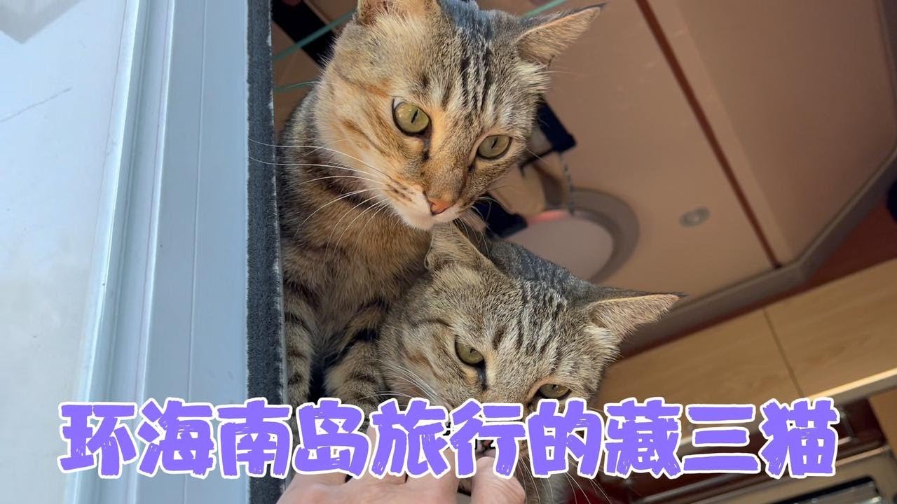 99来到渔村取快递捎带着买点牛猪骨头，为什么没有买鱼？