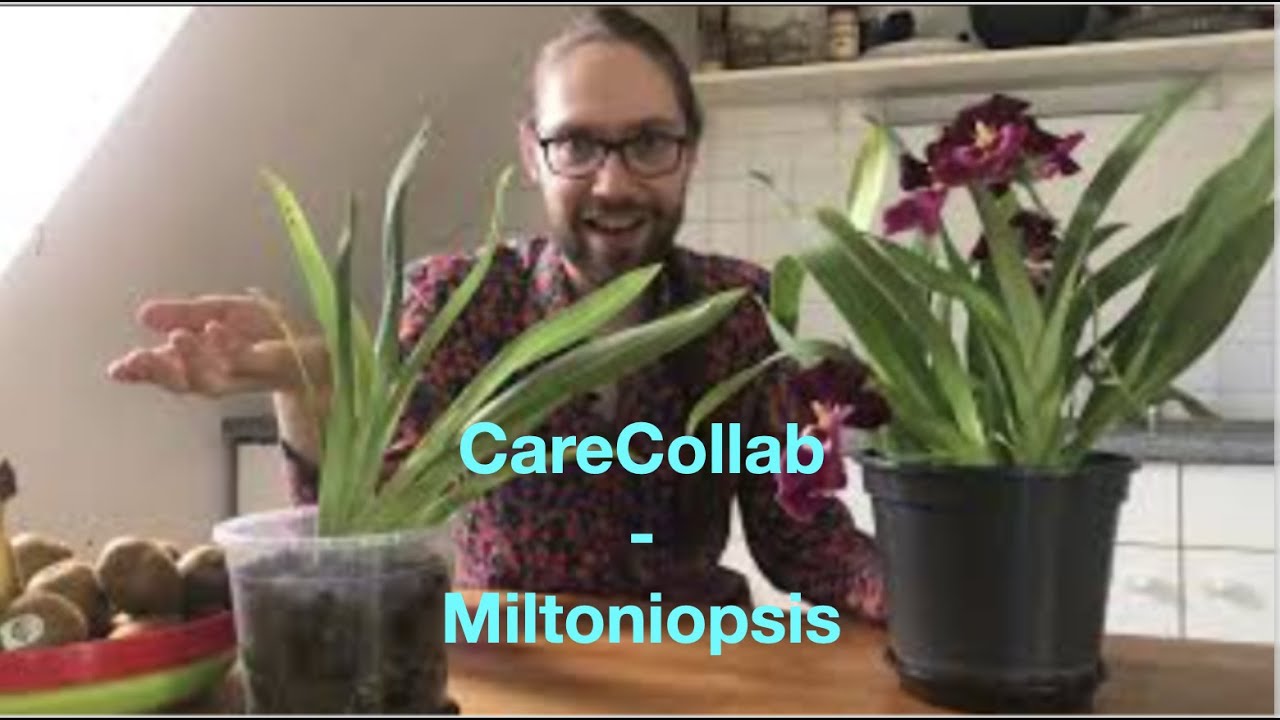 #CareCollab Miltoniopsis 😏 | 5 steps to gorgeous blooms 💐