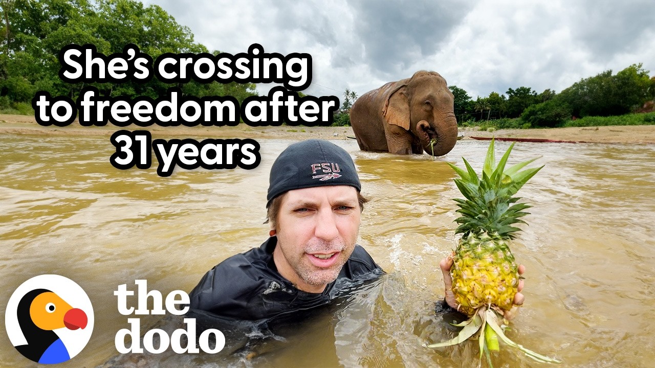 Rescuer Uses Pineapple To Rescue Elephant Chained For 31 Years | The Dodo