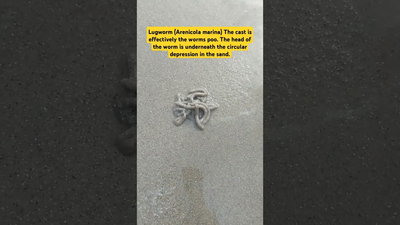 How to catch a lugworm. #fishing #nature