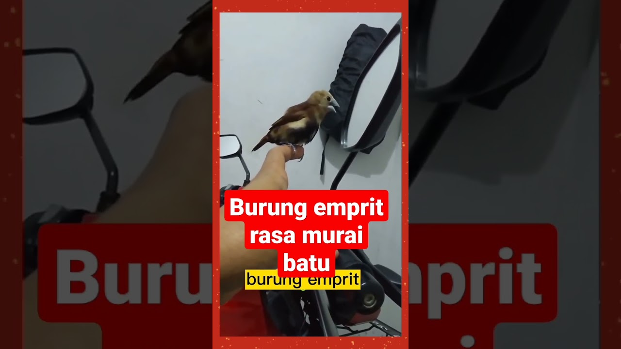 burung emprit rasa murai batu#shorts