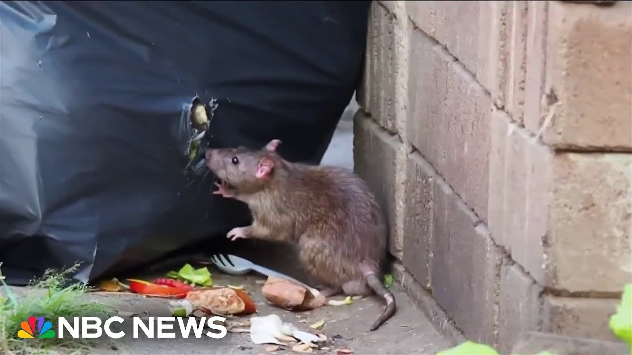 New York City proposes rat birth control to reduce population
