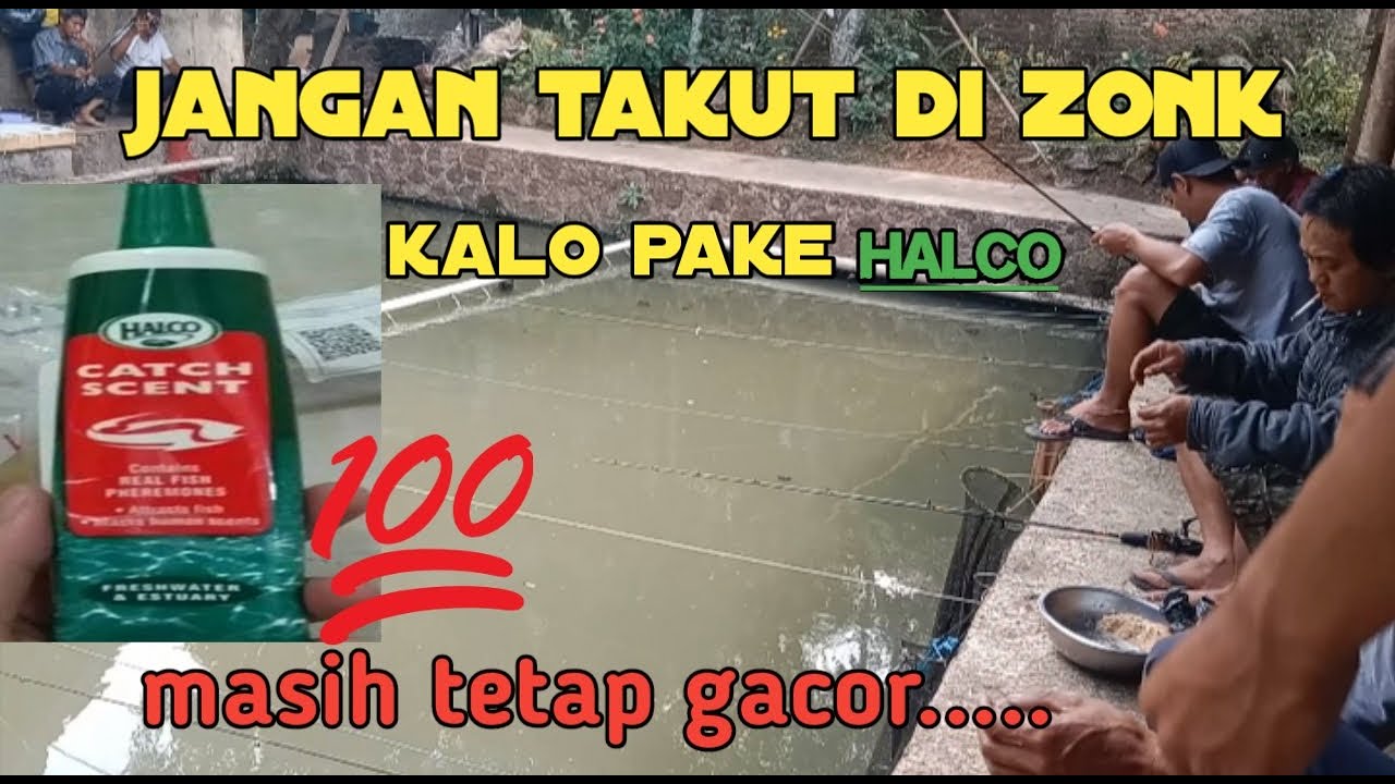 kabar gembira ni buat pemula HALCO masih tetap gacor ...
