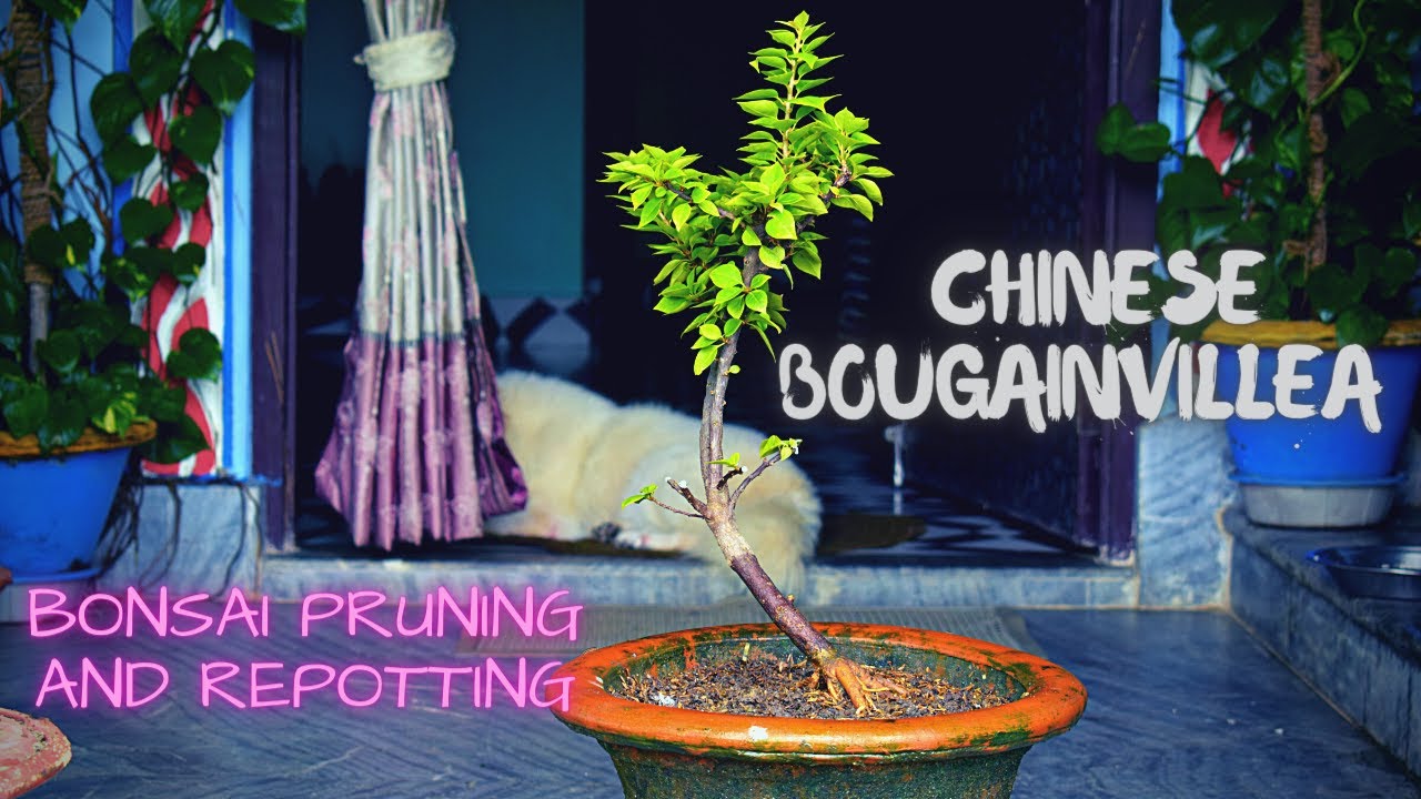 Chinese Bougainvillea Bonsai Plant Pruning and Repotting I Pabitra Garden