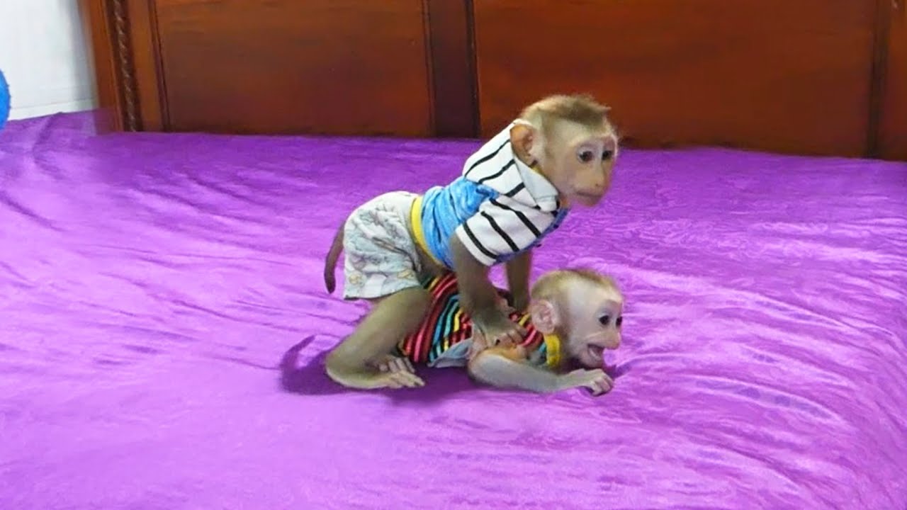 Zuji Very Heavy Crying Call Mom Help Coz Molly Ride On, Zuji Need Mom Take Moly Out