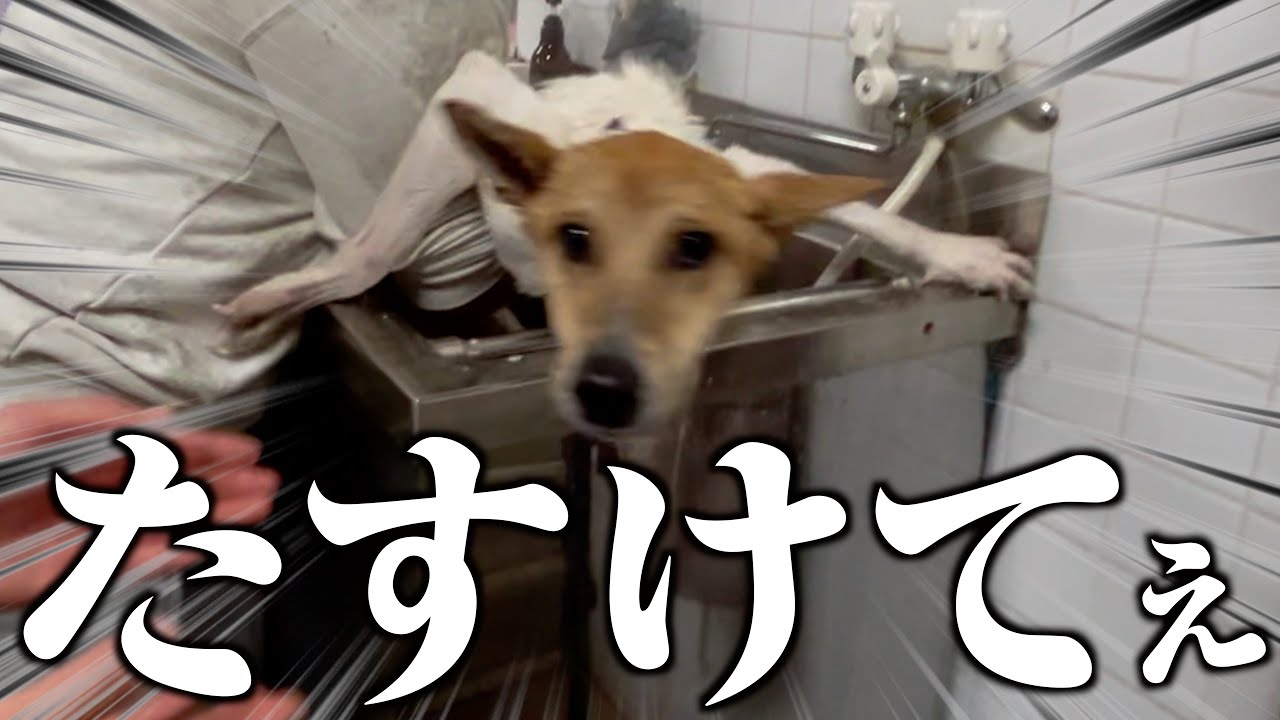 トリマーを困らせる元野犬保護犬の風呂嫌いがやばすぎる