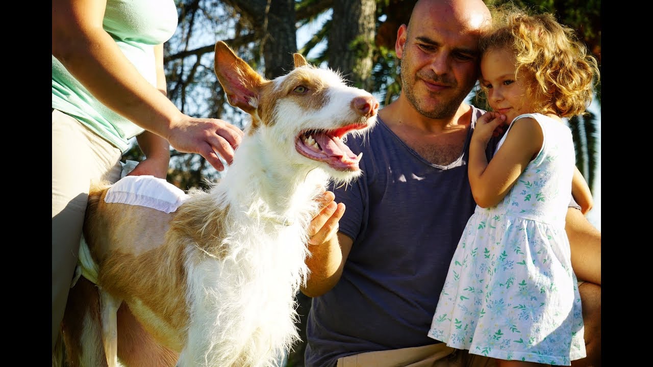 Amazing! Dog abused and left to die, paralysed, gets an incredible second chance!