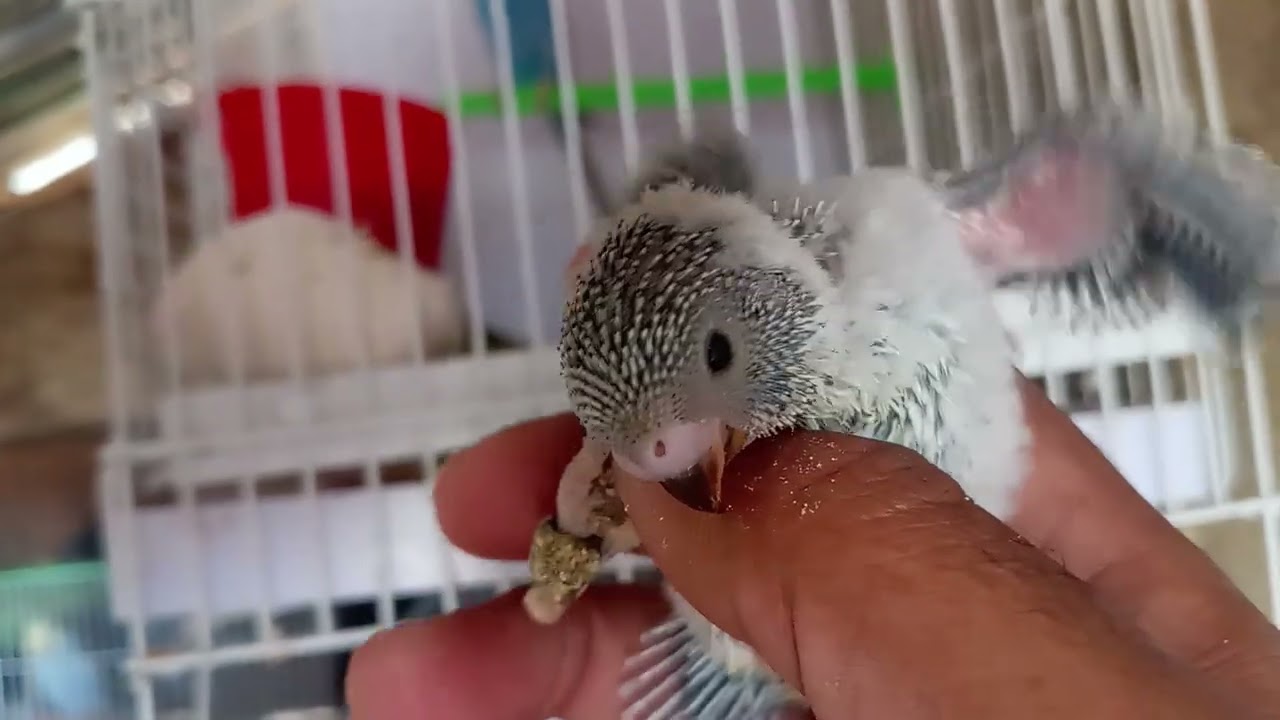 Mira como va el avance de los pichones portadores alas negra, suscribance y comparta #birds #budgies