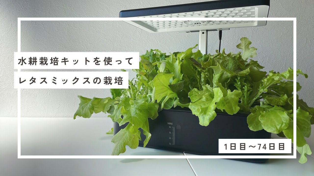 【iDOO】水耕栽培キットを使ってレタスミックスの栽培　1日目〜74日目