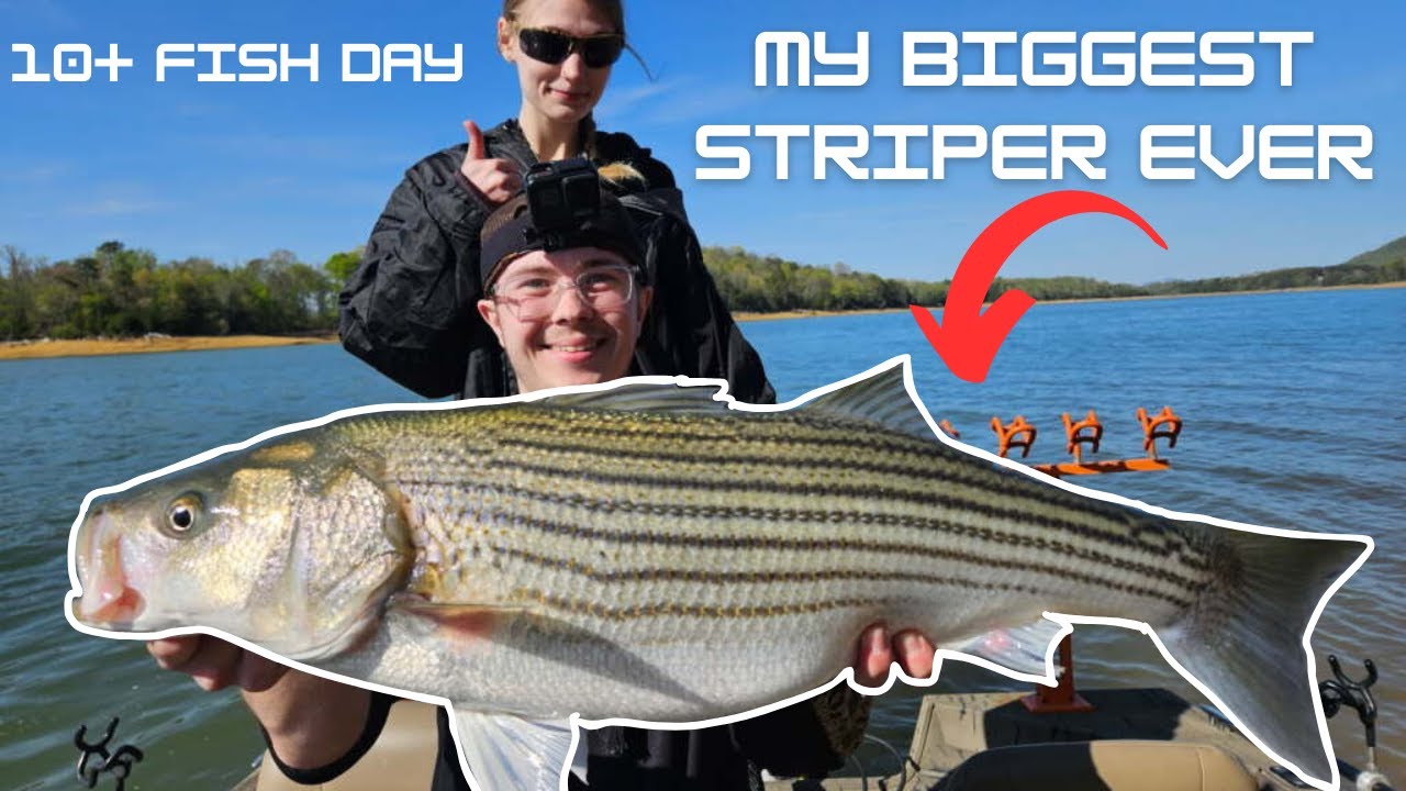 Spring Striped Bass Fishing Cherokee lake