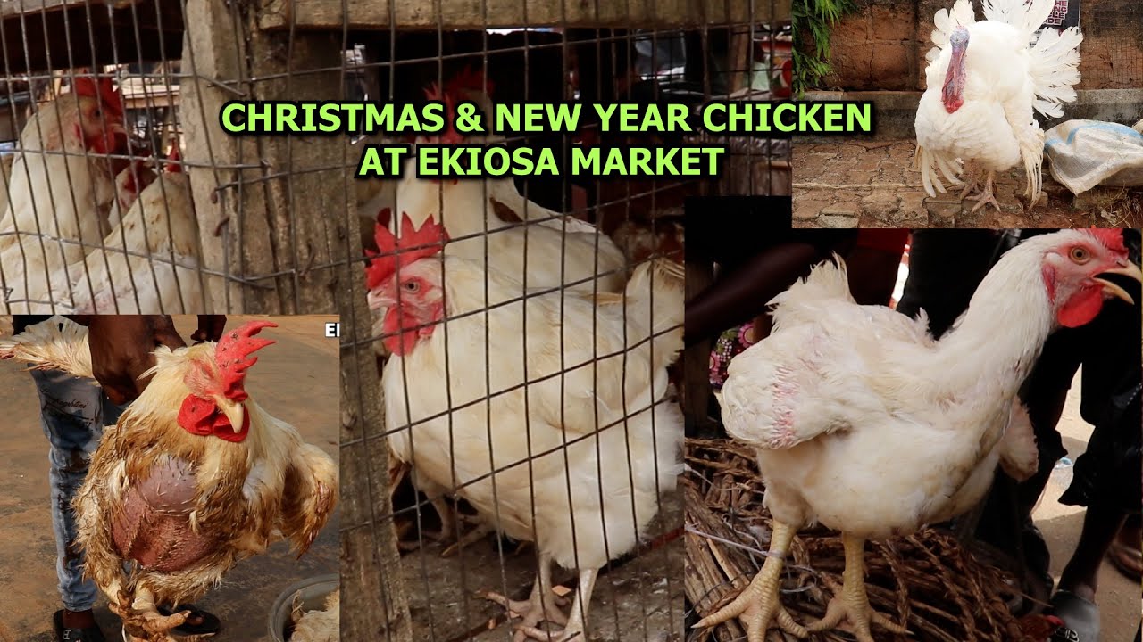 WOW CHECK OUT THE PRICE OF CHICKEN AT EKIOSA MARKET IN BENIN CITY CHRISTMAS & NEW YEAR CHICKEN