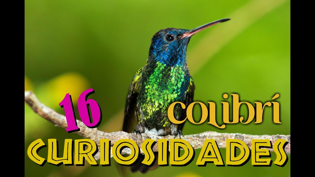 16 ASOMBROSAS CURIOSIDADES DEL COLIBRÍ