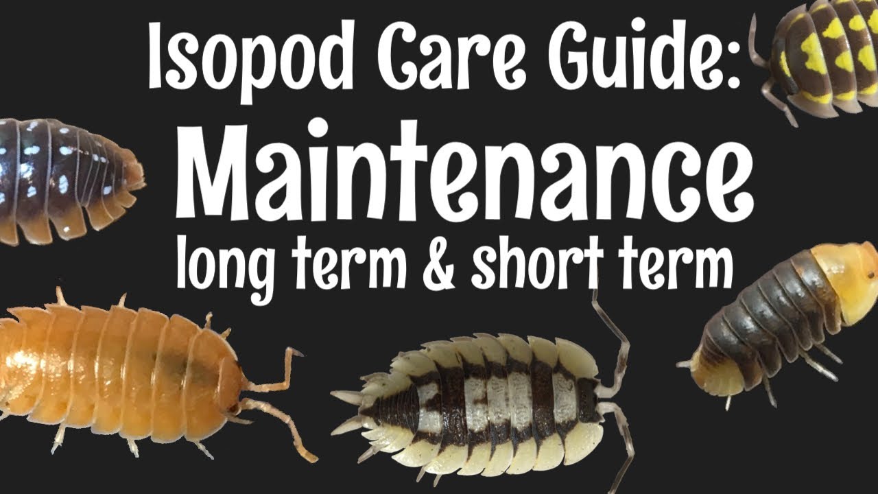 Isopod Care Guide Part 5: Maintenance