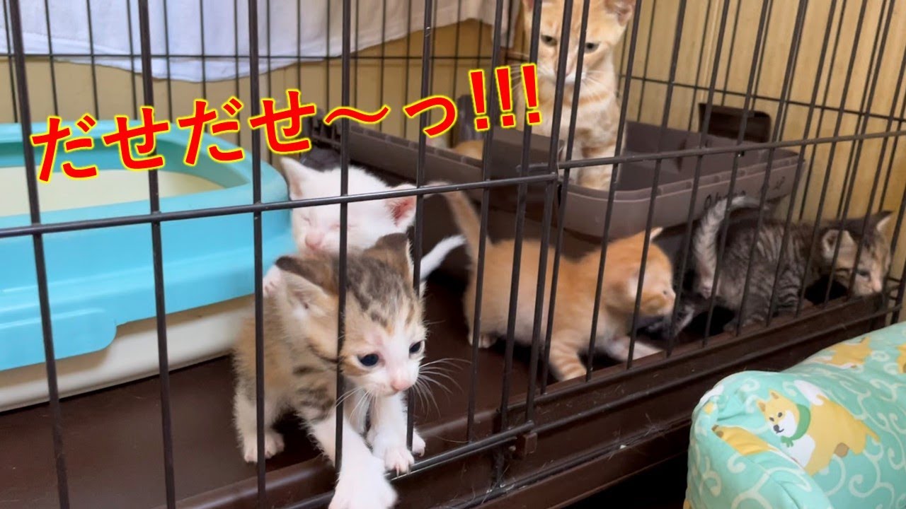 だせだせコールの子猫たち、ケージの外にイリュージョン？！