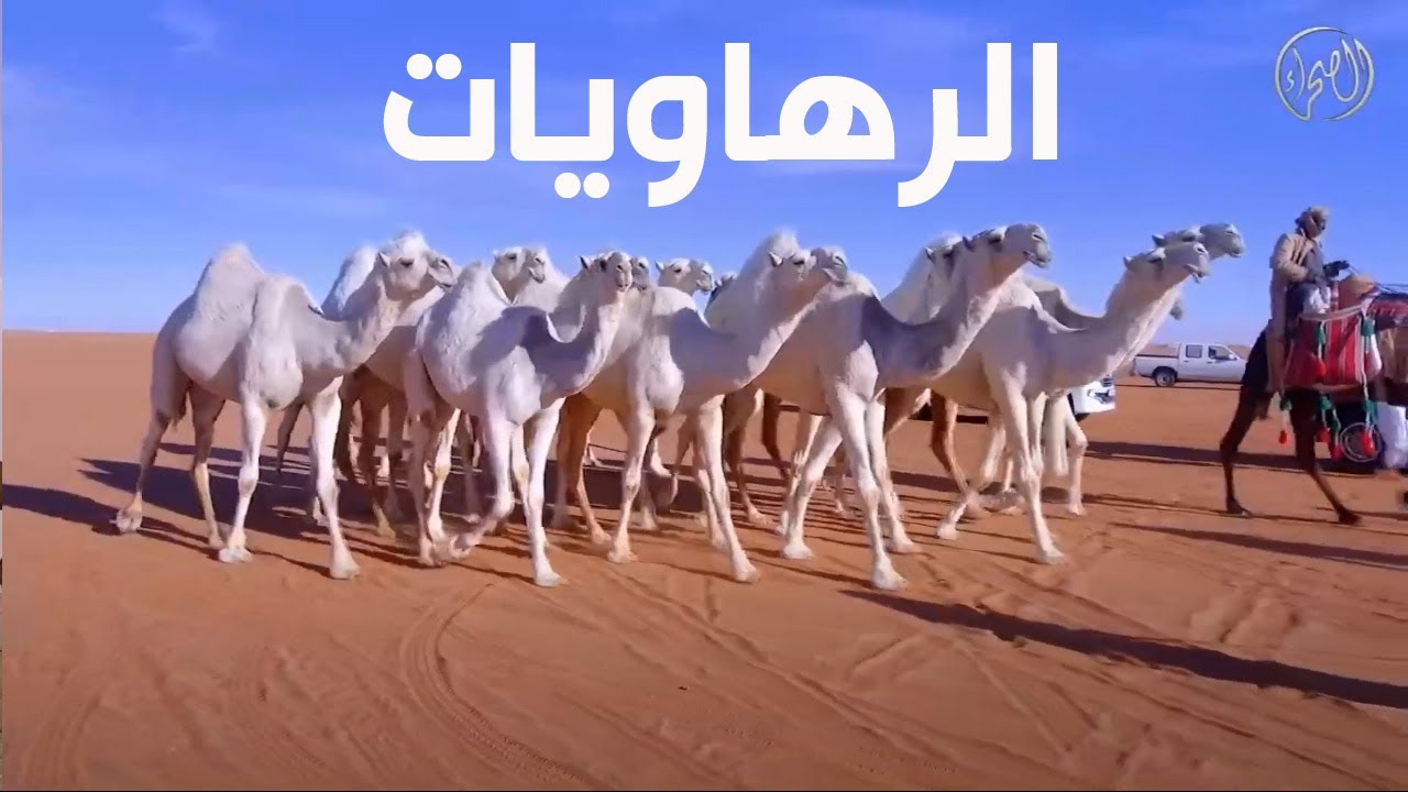 منقية الرهاويات | مالك الإبل / عبود بن هريسان المقاطي