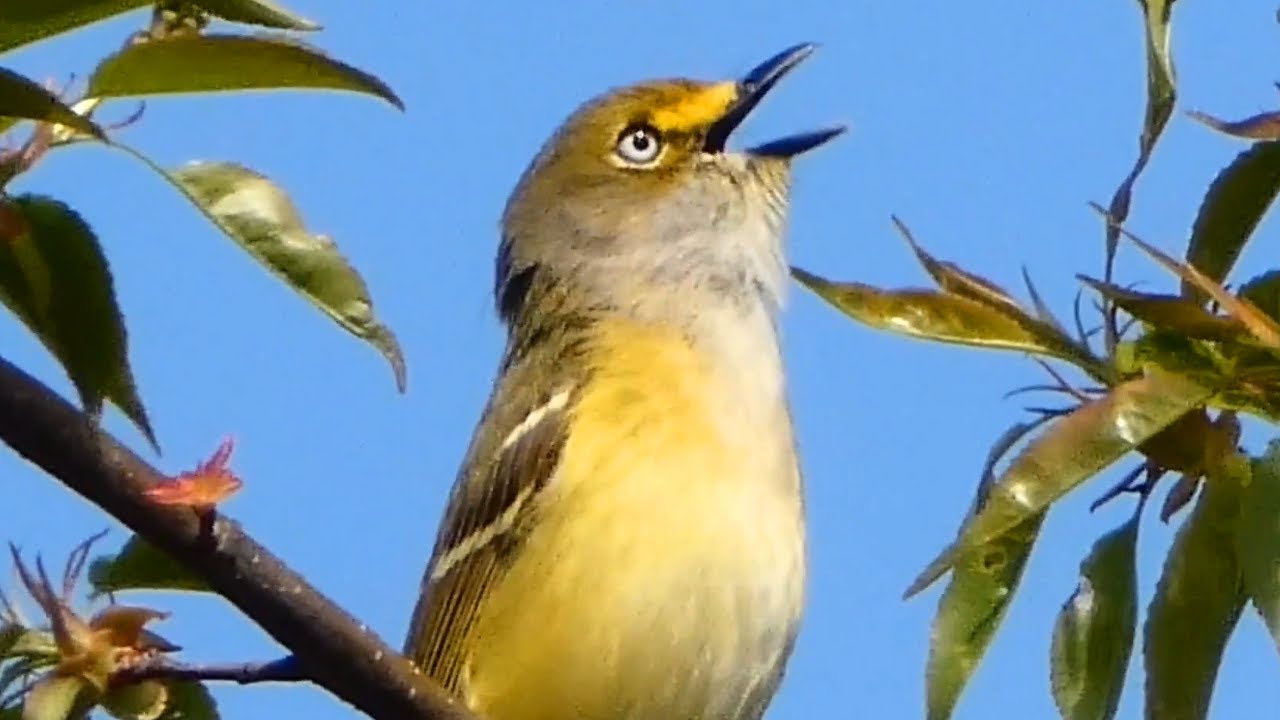 Vireo bird call / song / sound | White eyed