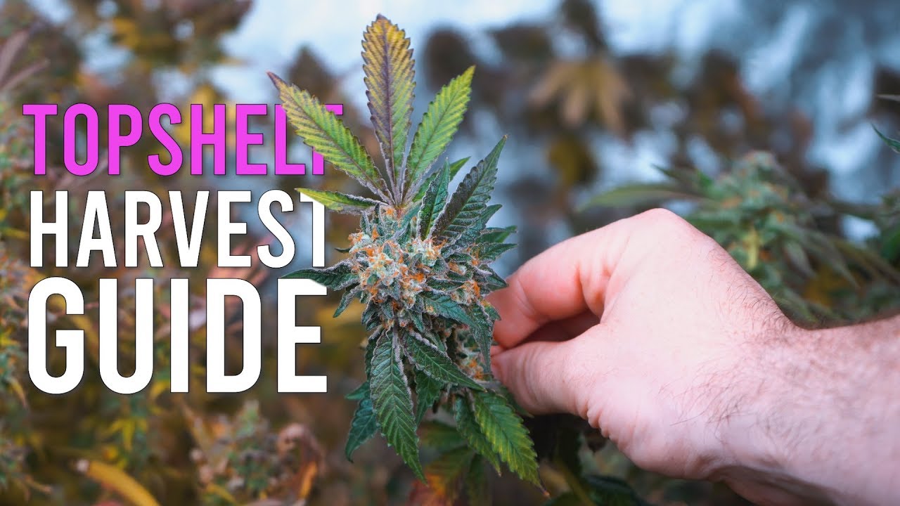 6 CRUCIAL Steps to Top Shelf Harvests