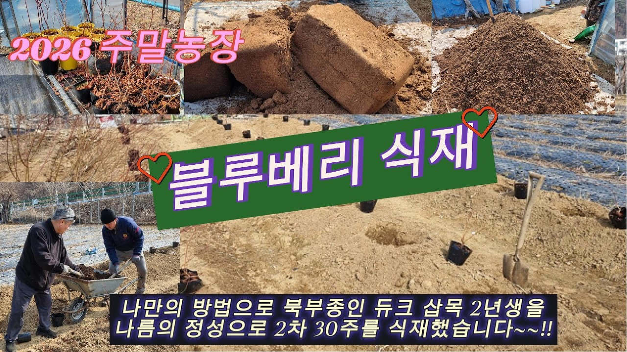 블루베리식재