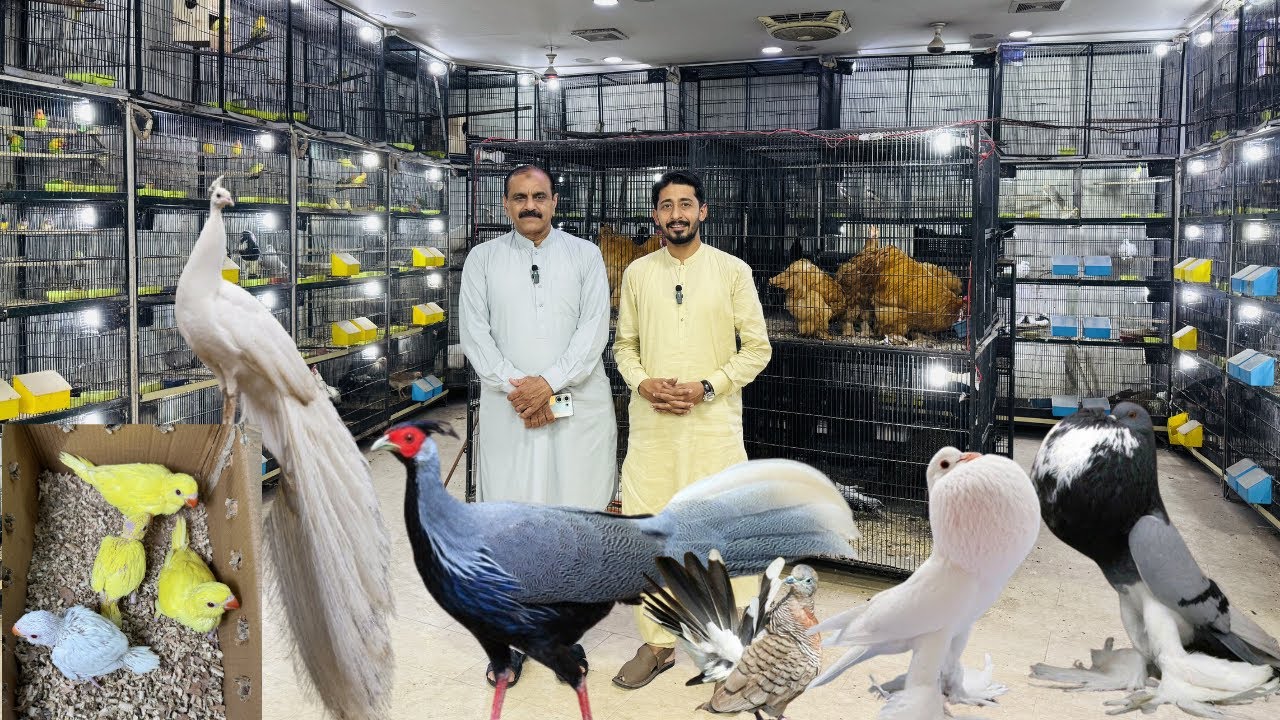 Multan Birds Market 26 March 2026 latest update | Birds Paradise Multan | Mustaq Ahmed |