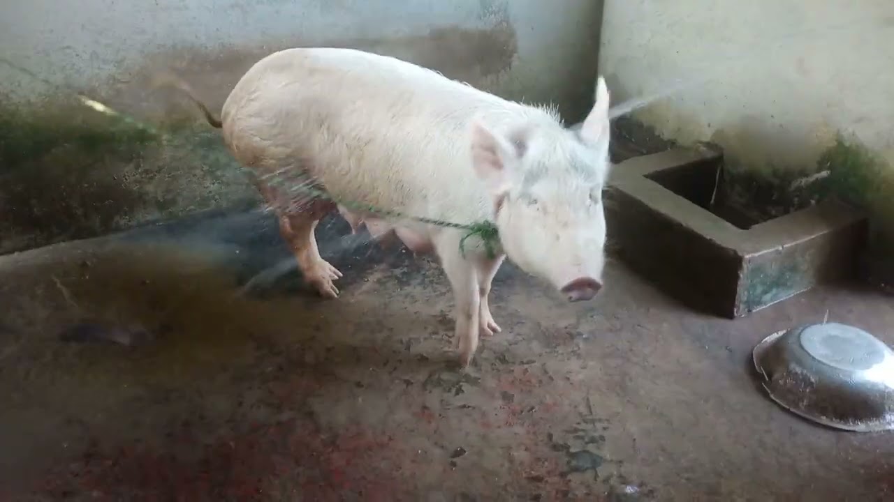 Wak aada rikha(wak bwsa 2ta tong khu)🐖🐖