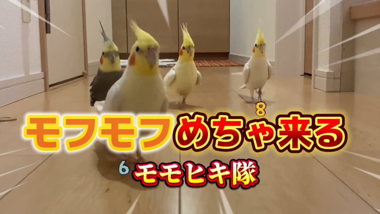 迫り来るモフモフ！日向ぼっこ後、オカメインコのモモヒキ隊がゾロゾロと… #オカメインコ #cockatiel #鳥のいる生活 #parrots #バードアスレチック #インコ #鳥馬鹿メラ