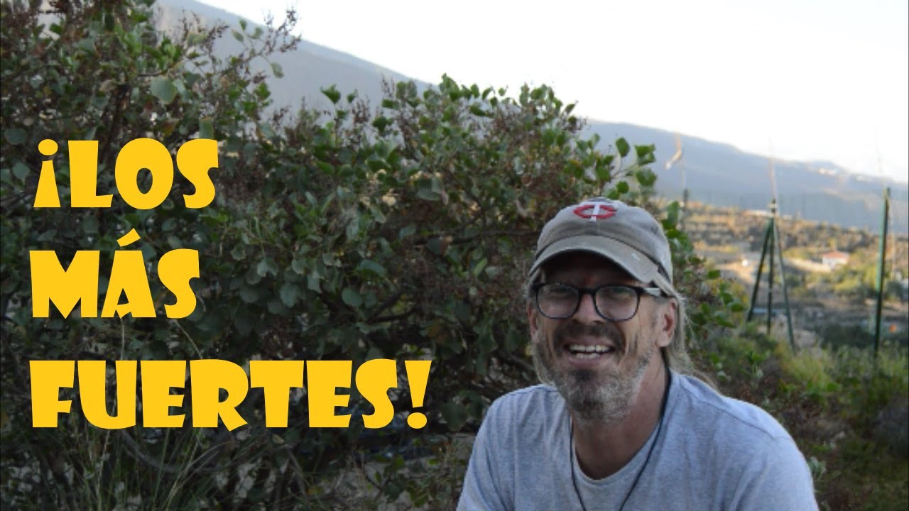 12 árboles (y arbustos) resistentes a la sequía🌴 Árboles en el desierto🏜 Usos y producción