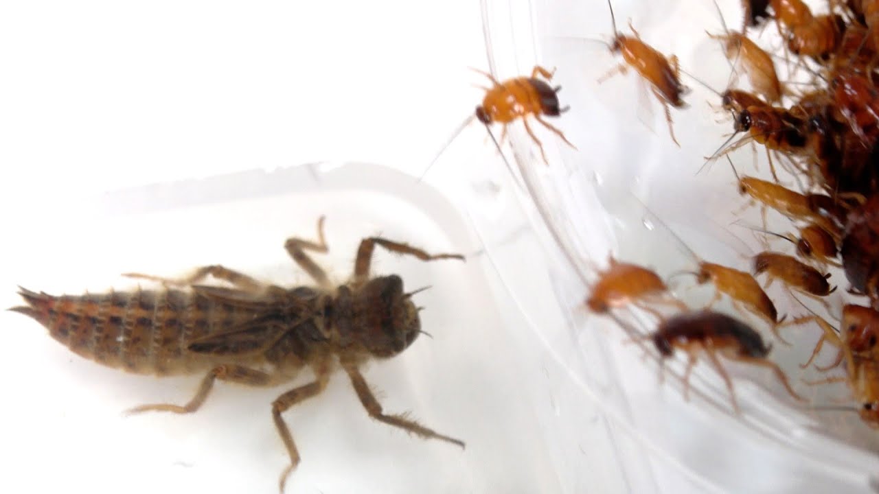 オニヤンマのヤゴにゴキブリを投入