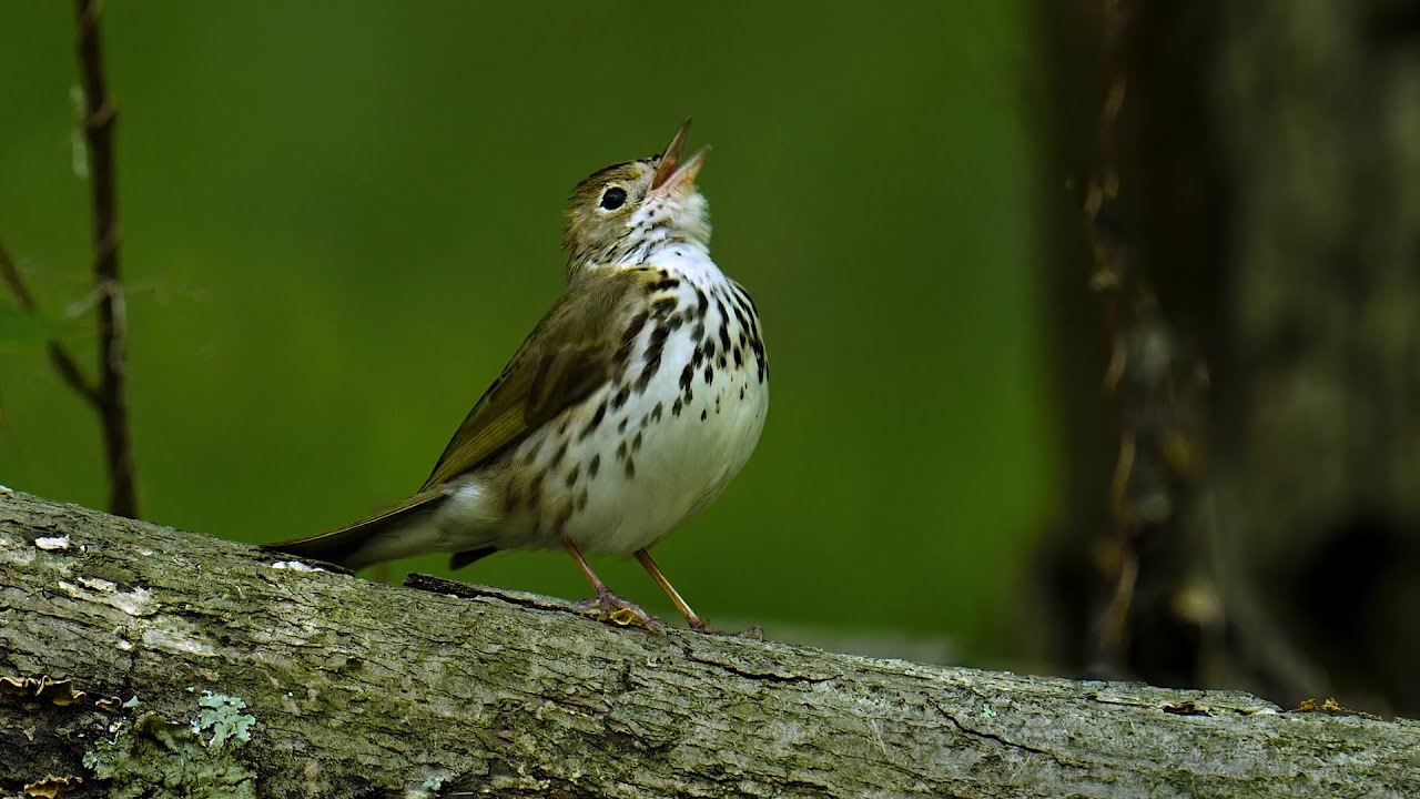 Symphony at Dawn, the Ovenbird