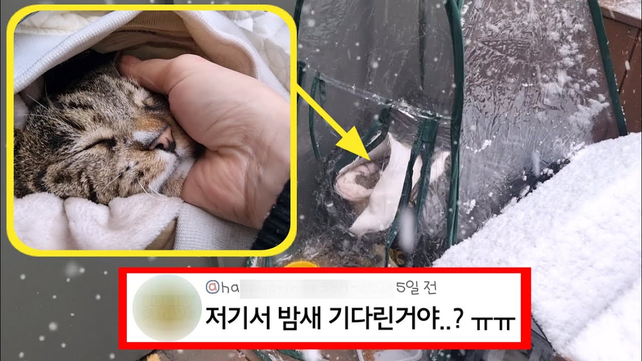 한겨울 폭설,종이박스 안에서 나를 기다리던 고양이 : 댓글보다가 눈물날 뻔 (겨울집 뒷이야기)