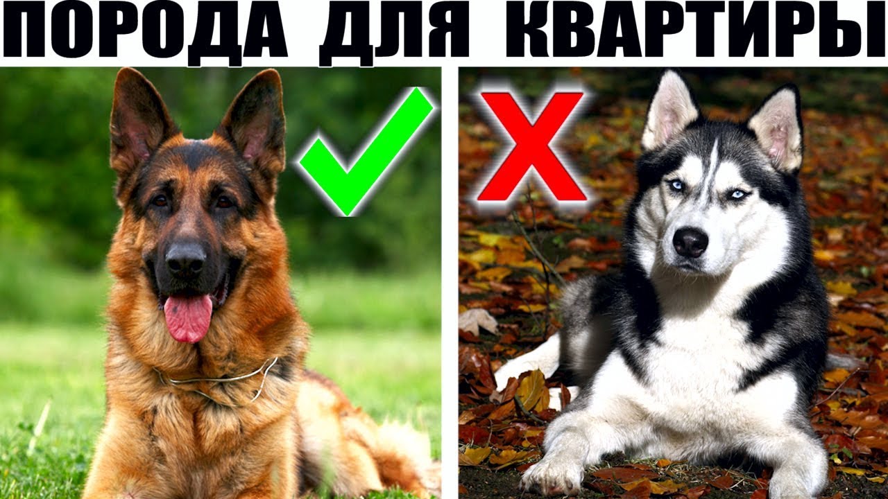 Большие породы собак которые подойдут для содержания в квартире