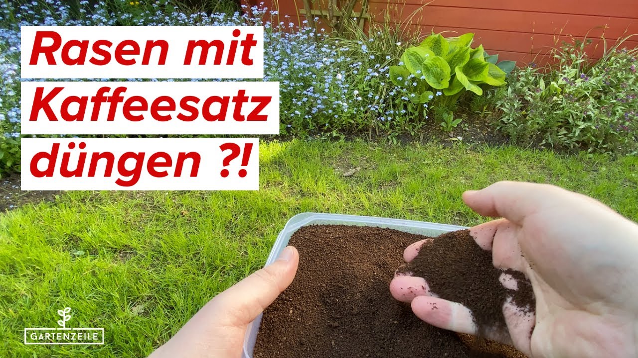 Rasen d&uuml;ngen mit KAFFEE? Was du unbedingt beim D&uuml;ngen beachten solltest!