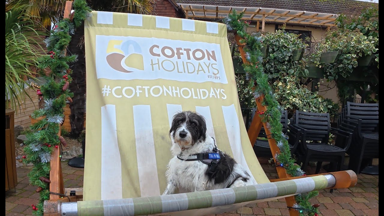 Moo visits Cofton Holidays in Dawlish Devon