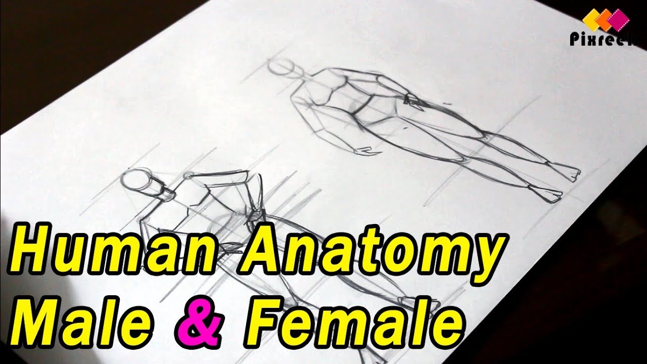 How to Draw Human Anatomy Male & Female Part 1 | Figure Drawing Basics | pixreels