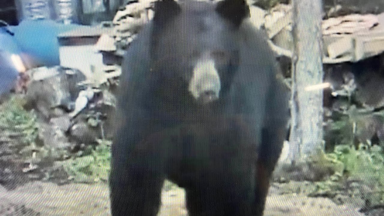 Greg Milam maces a monster black boar.  Maurice the Maurader!